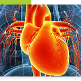BSLN Baseline Scan — Precision Biometric Readiness Assessment